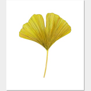 Yellow ginkgo leaf Posters and Art